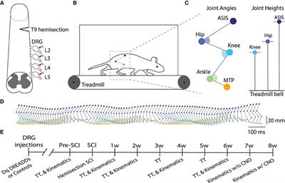 Chemogenetic modulation of sensory afferents induces locomotor changes and plasticity after spinal cord injury